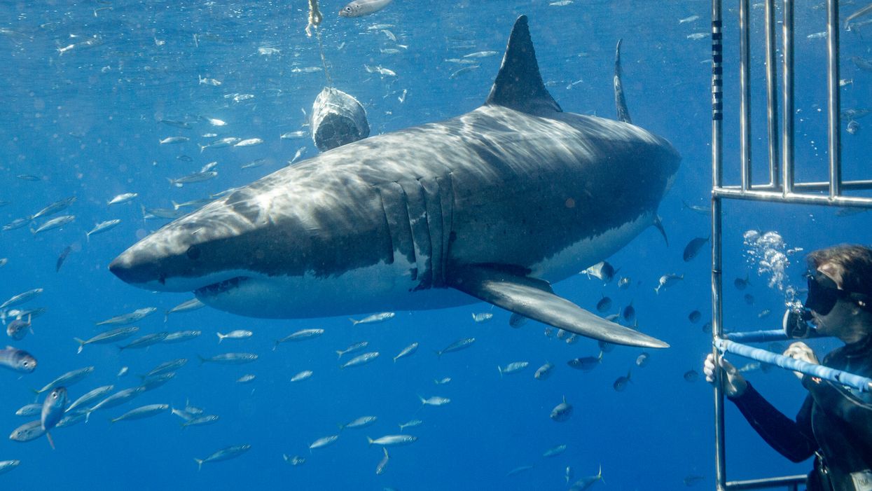 Atlanta Georgia Aquarium Shark Cage Dive Experience Is Coming Next Year