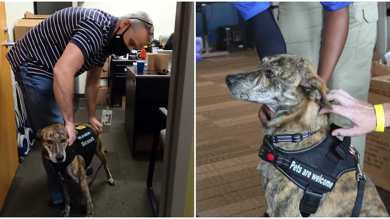 Atlanta Police Department Emotional Support Dog Scout