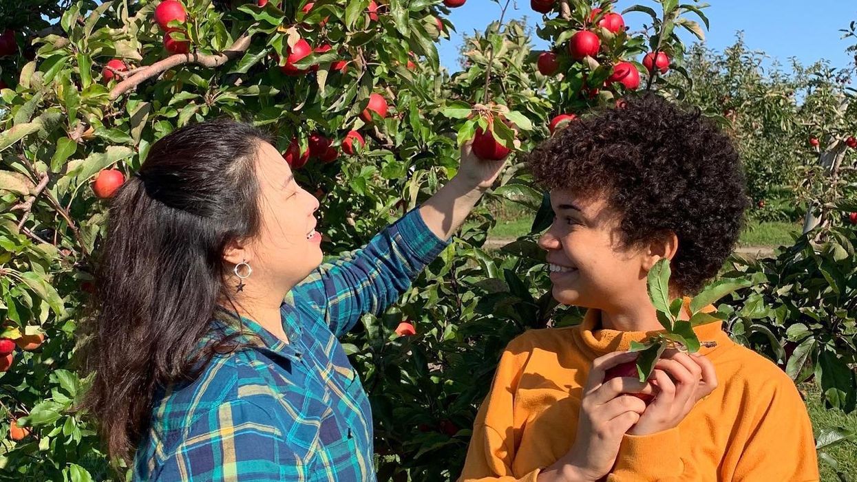 Autocueillette de pommes au Verger Kessler.