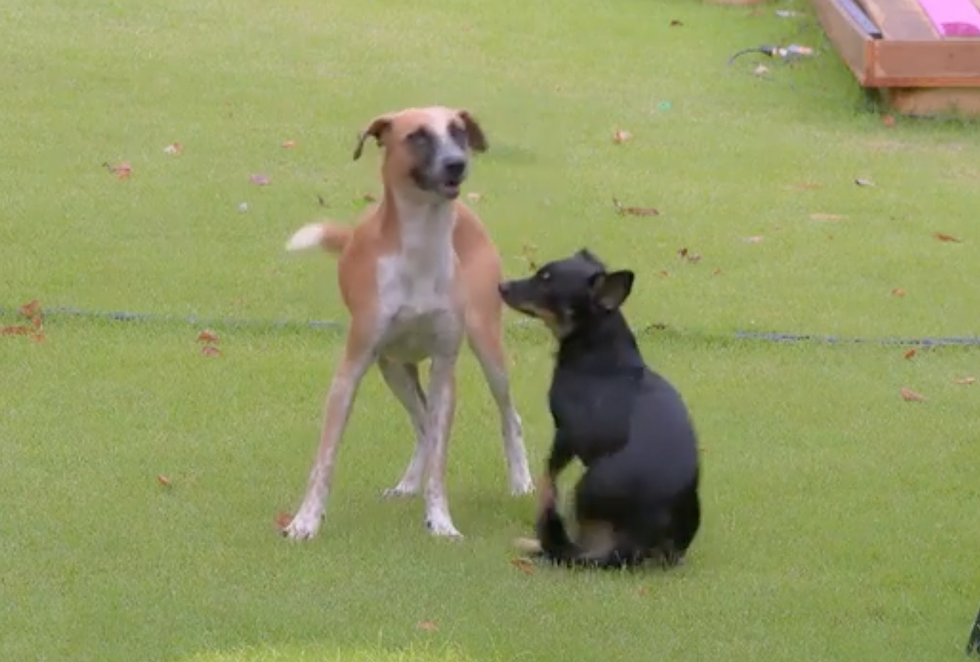 Autres chiens \u00e0 L'\u00eele de l'amour.