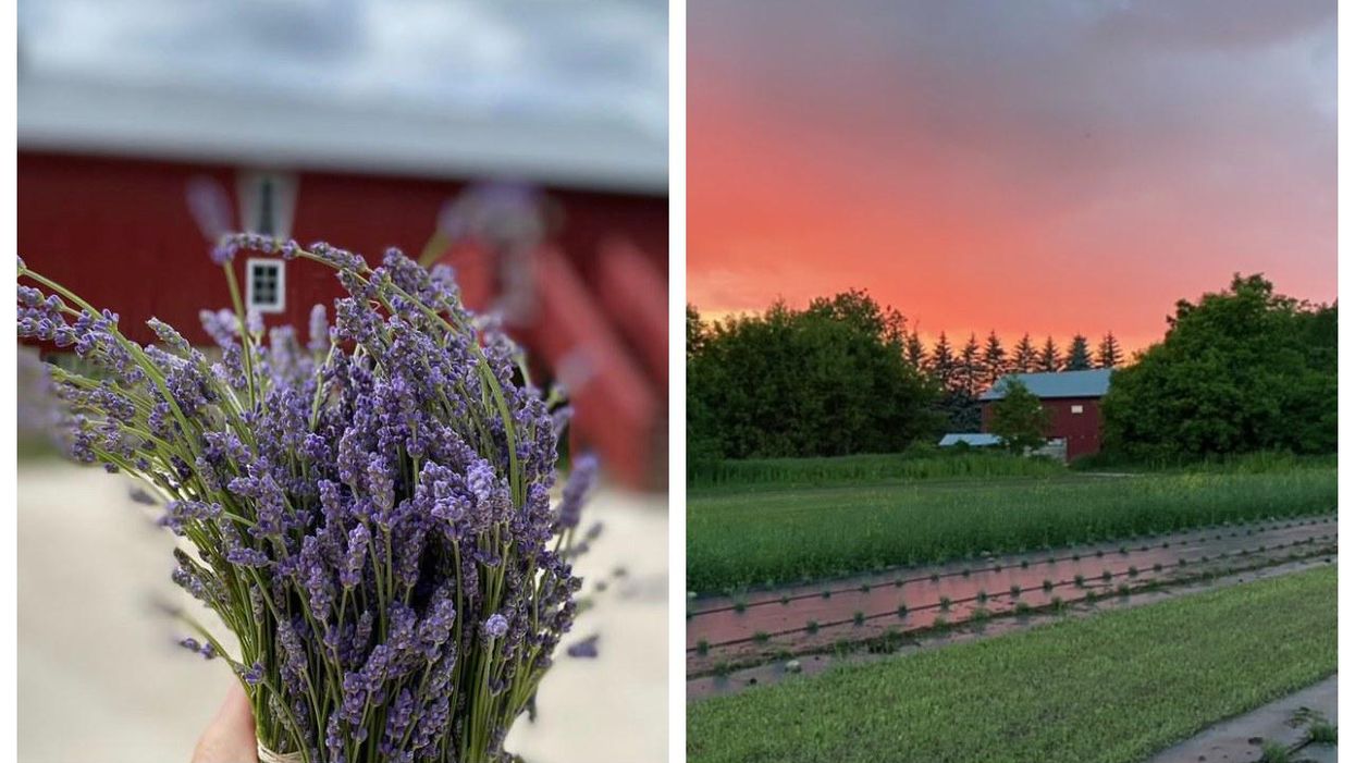 Avalon Lavender Is A Dreamy New Flower Farm Opening Near Toronto