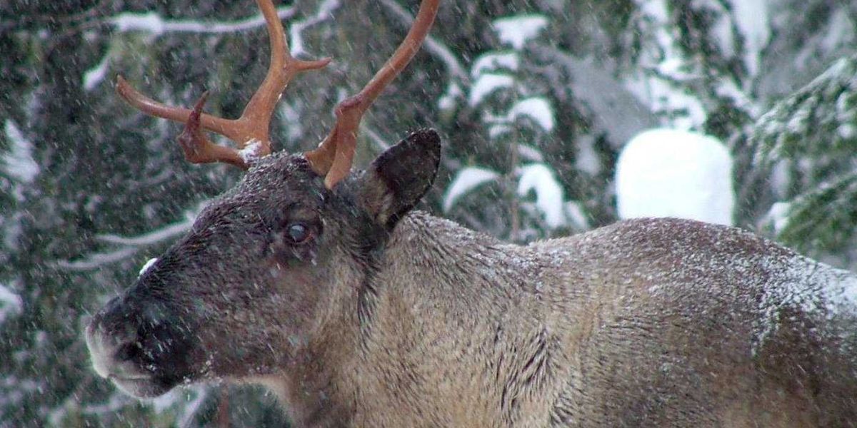 B.C. allowed logging in caribou habitat despite its own ministry’s recommendation B.C. allowed logging in caribou habitat despite its own ministry’s recommendation