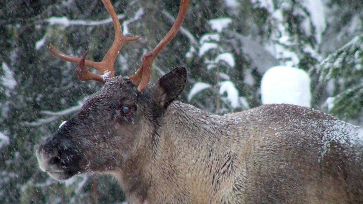 B.C. approved logging despite its experts' advice