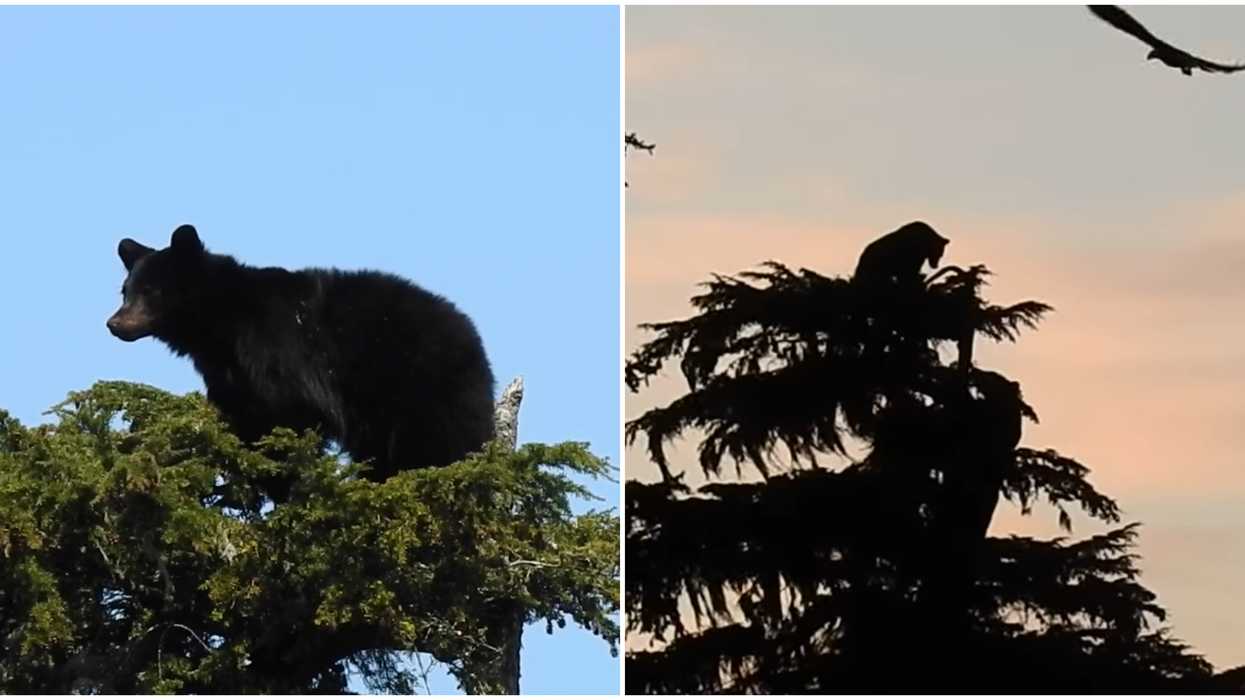 B.C. Bears In A Tree Were Caught Battling High Above Ground As Eagles Circled (VIDEO)