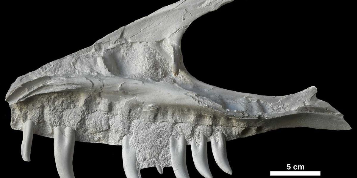 Remains of dinosaur skull found in B.C. campground belonged to T. rex ‘great-uncle’ Remains of dinosaur skull found in B.C. campground belonged to T. rex ‘great-uncle’