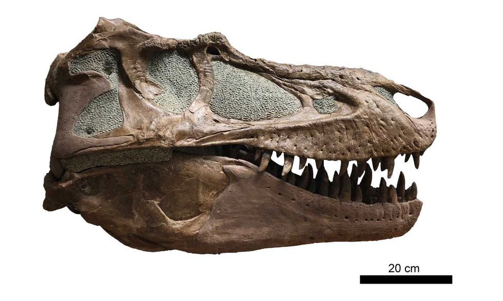B.C. dinosaur skull was from T. rex 'great-uncle'