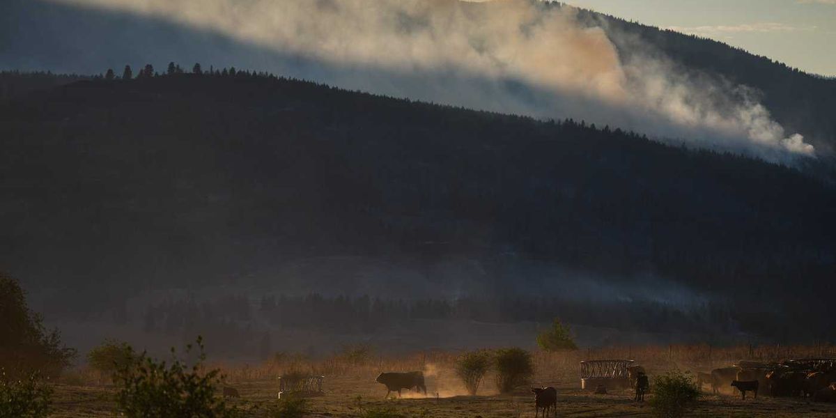 Why some B.C. farmers stay to fight, despite wildfire evacuation orders Why some B.C. farmers stay to fight, despite wildfire evacuation orders