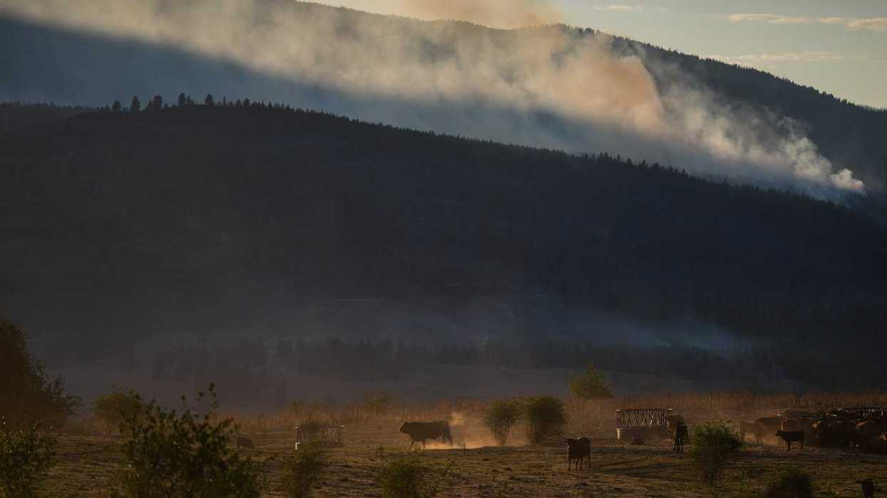B.C. farmers stay to fight, amid fire evacuations