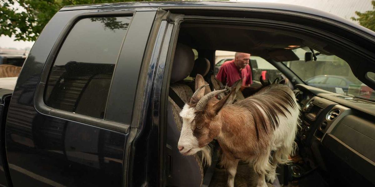 20,000 evacuees fled ferocious B.C. wildfire. These are some of their stories 20,000 evacuees fled ferocious B.C. wildfire. These are some of their stories