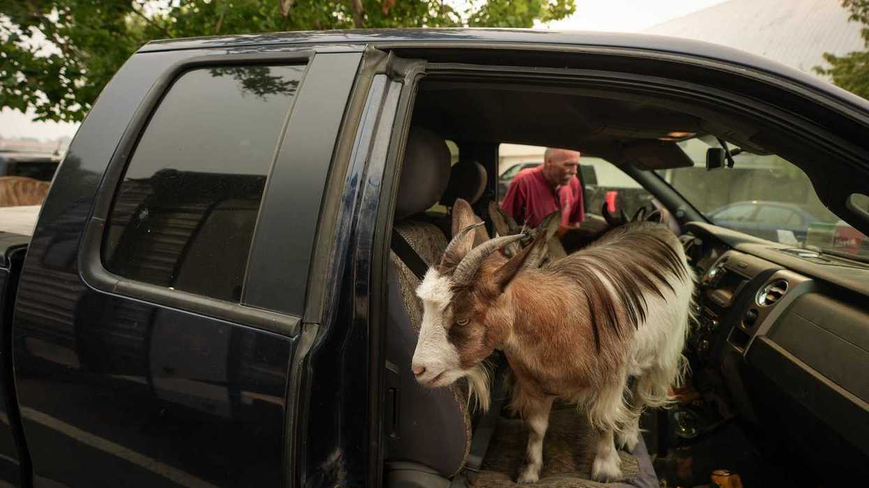 B.C. fire evacuees tell of 'pandemonium'