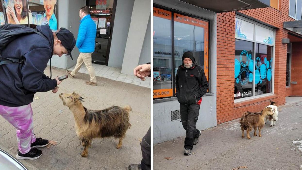 B.C. local taking pictures of a goat on the street. Right: Greg Krauter and his two goats.