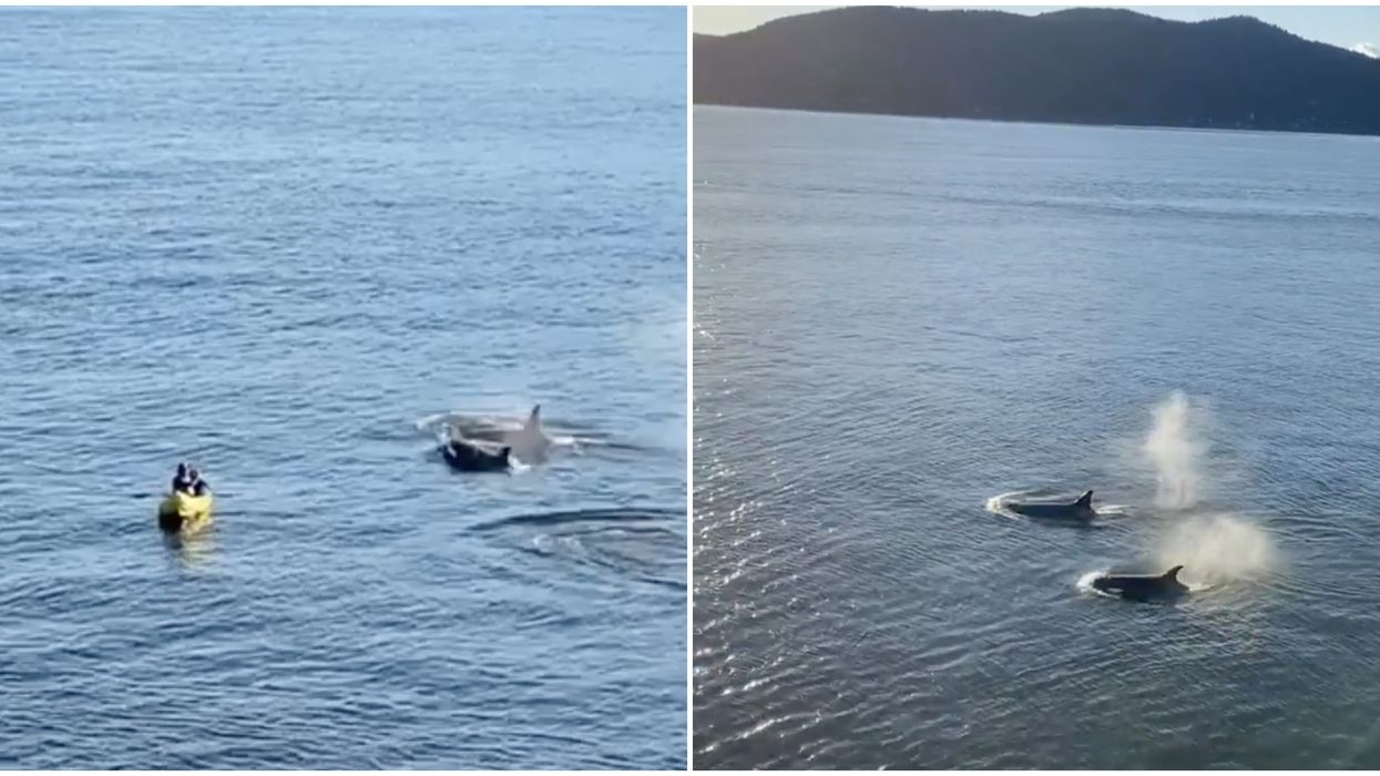B.C. Orcas Swam Right Up To Kayakers & Gave Them A Friendly Hello (VIDEO)