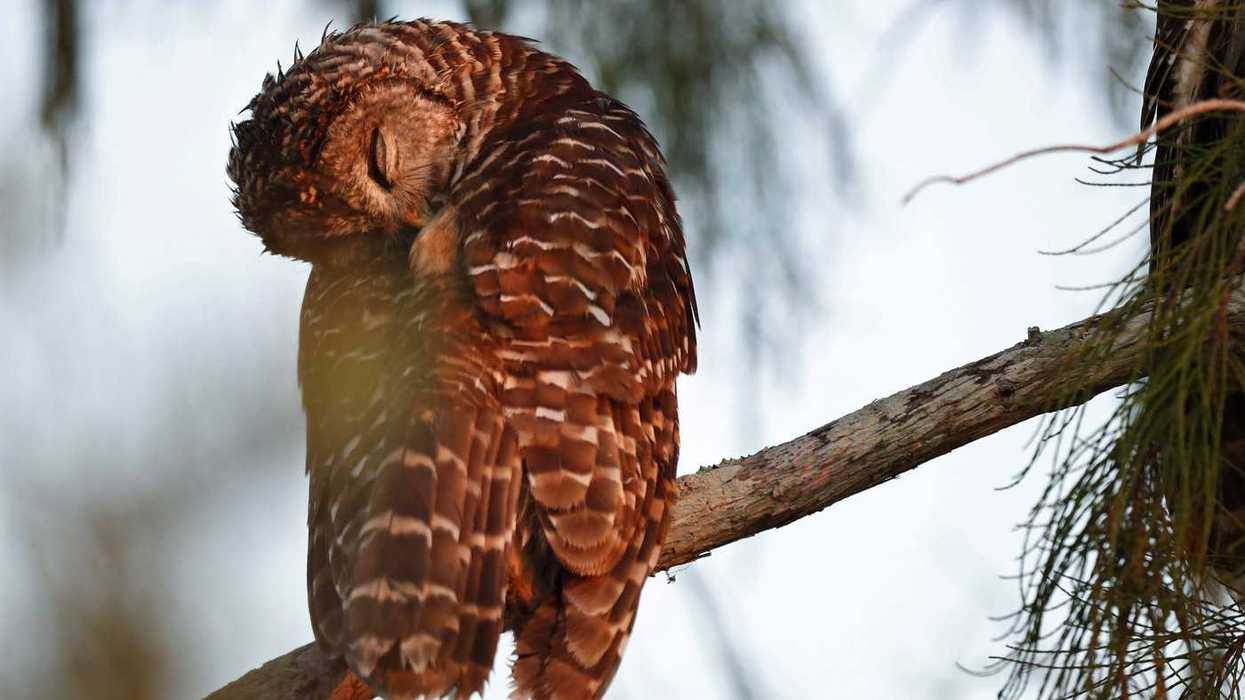 B.C. owl attacks same person twice in three days