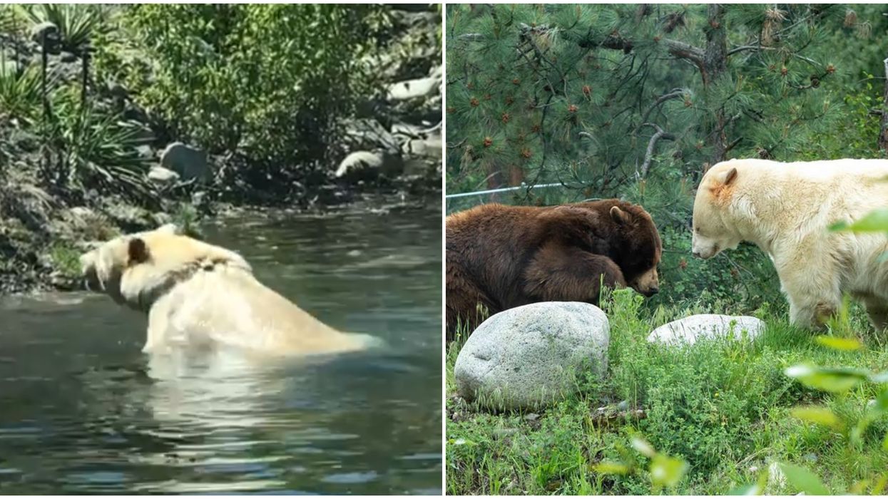 B.C. Park's Bears Are New Roommates & They're Hanging Out By The Pool (VIDEO)