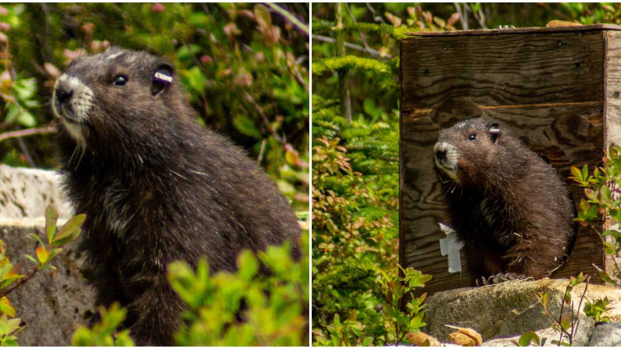 B.C.'s Vancouver Island Marmots Are Being Released Into The Wild (VIDEO)