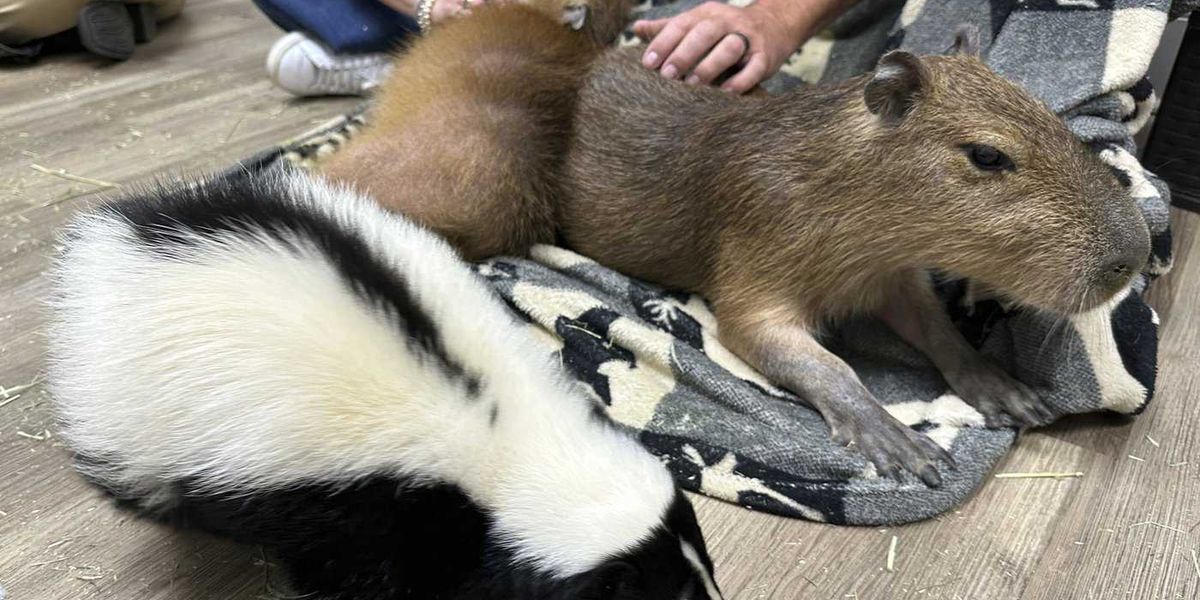 Skunk in downtown Vancouver that bit people tests positive for rabies