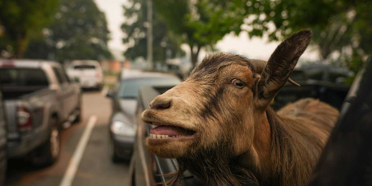 From geckos to goats and livestock, B.C. wildfires affect thousands of animals From geckos to goats and livestock, B.C. wildfires affect thousands of animals