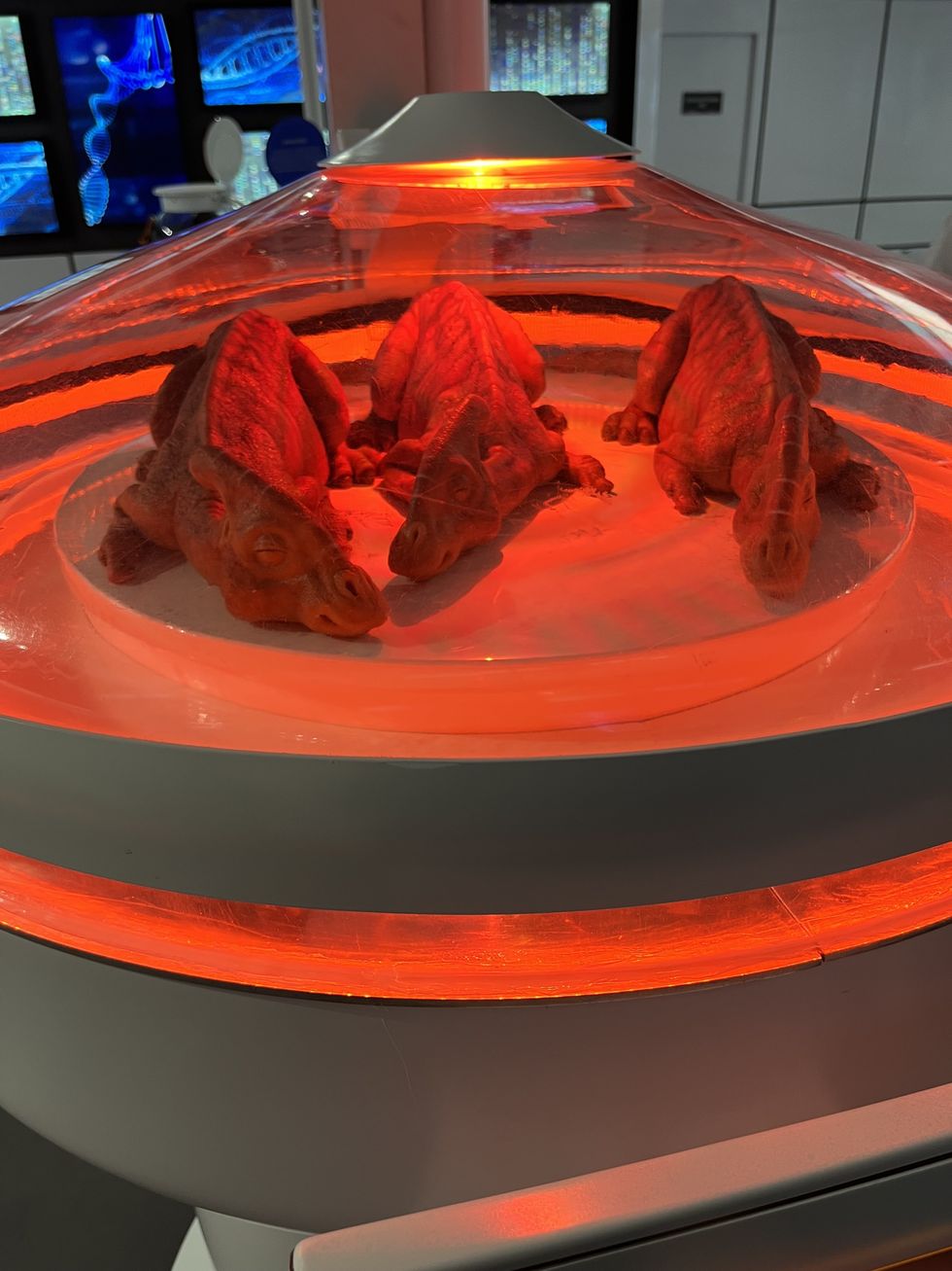 Baby dinos being incubated