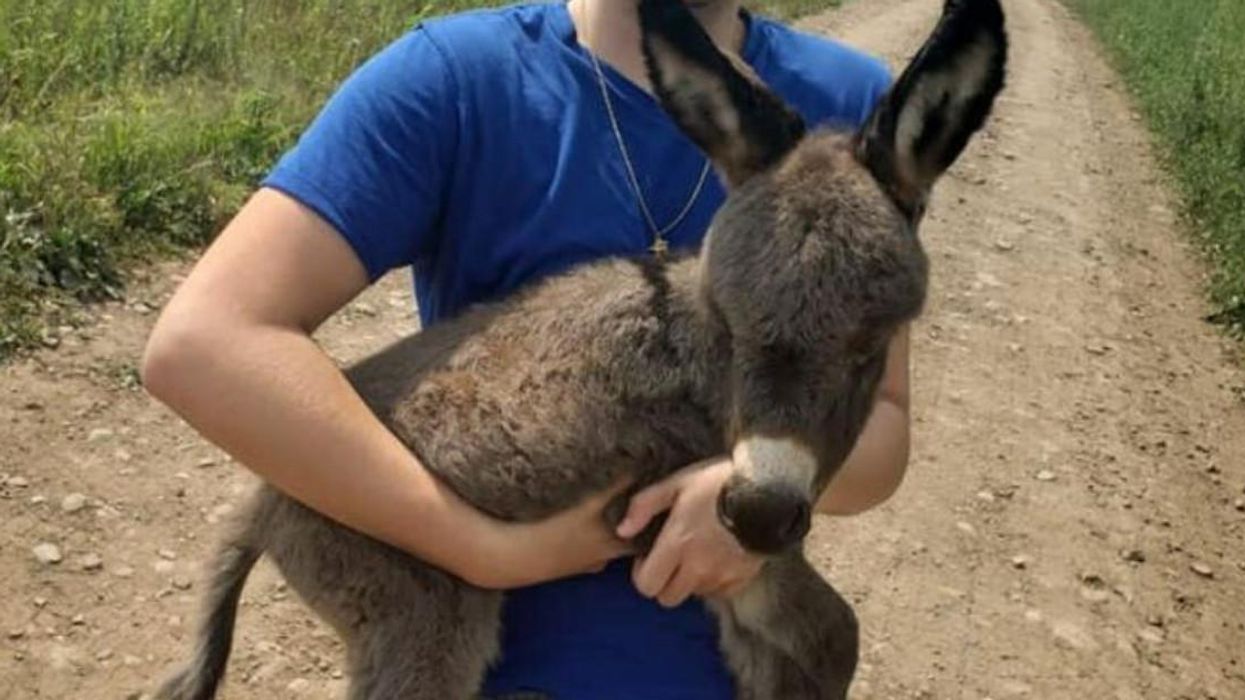 Baby Donkey Stolen From An Ontario Farm