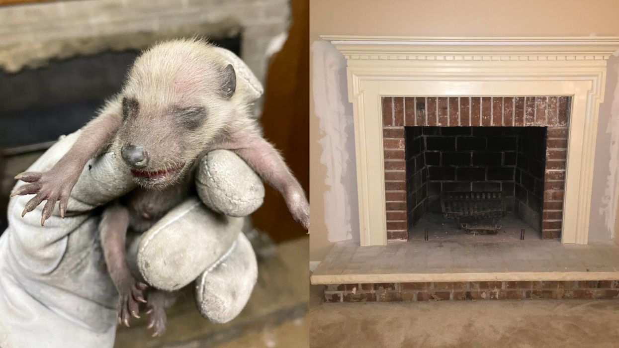 Baby Raccoons In The GTA Were Caught Hanging Out In A Fireplace