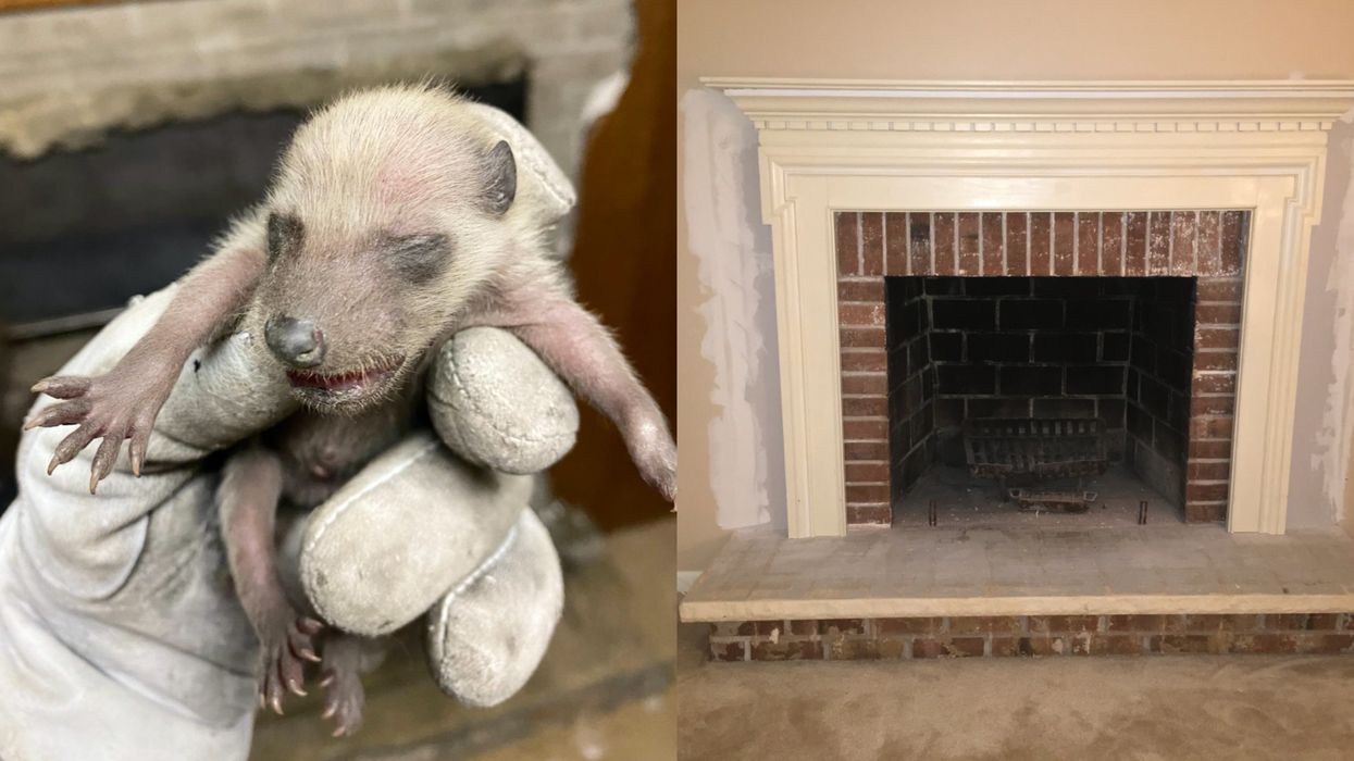 Baby Raccoons In The GTA Were Caught Hanging Out In A Fireplace