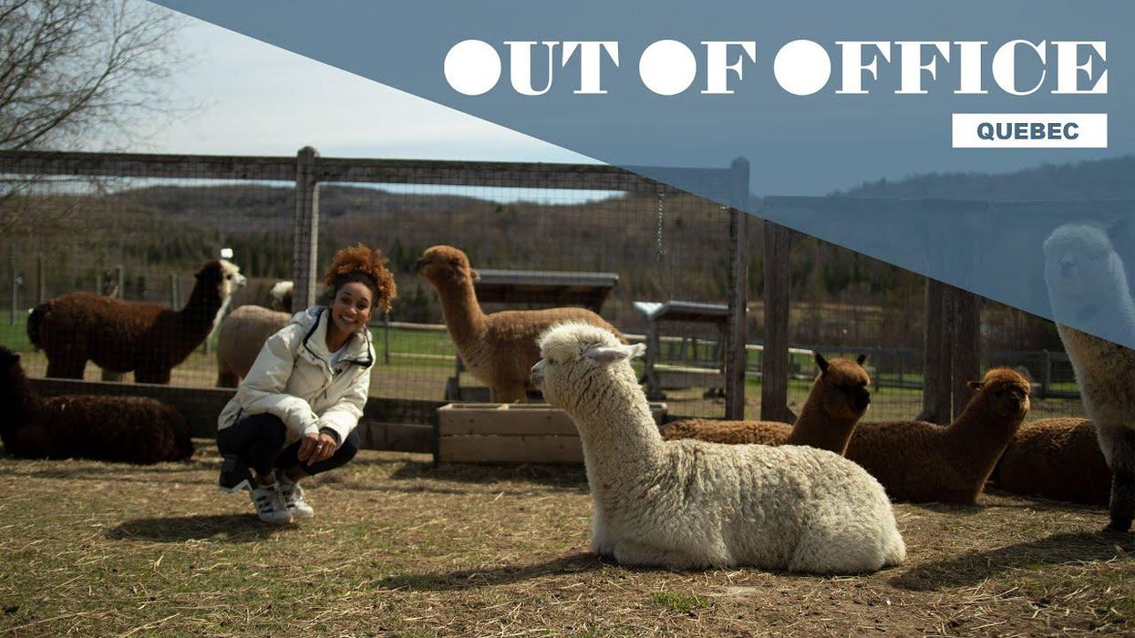 Back Country Cycling & Alpacas In Sutton, QC | Out Of Office