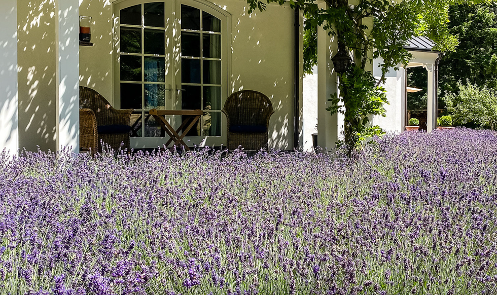 Back porch area and lavender surrounding the home.