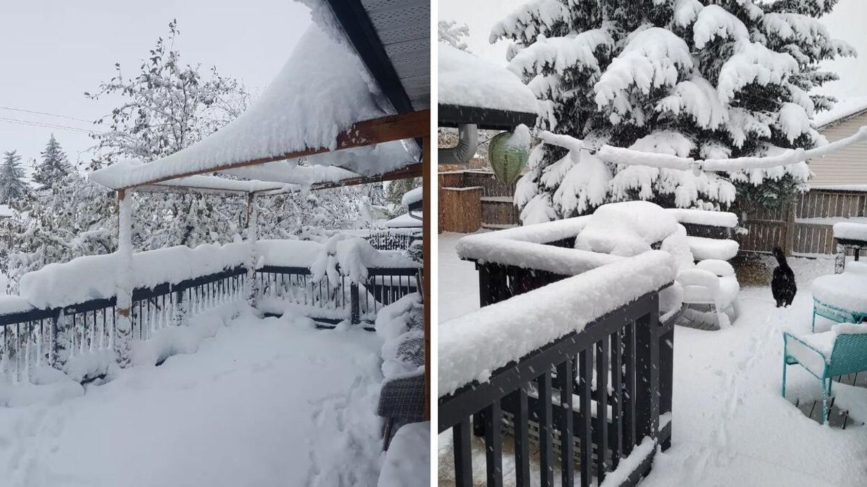 Backyard in Moose Jaw, Saskatchewan buried under snow. Right: Dog walking through a snow-covered backyard in Airdrie, Alberta.