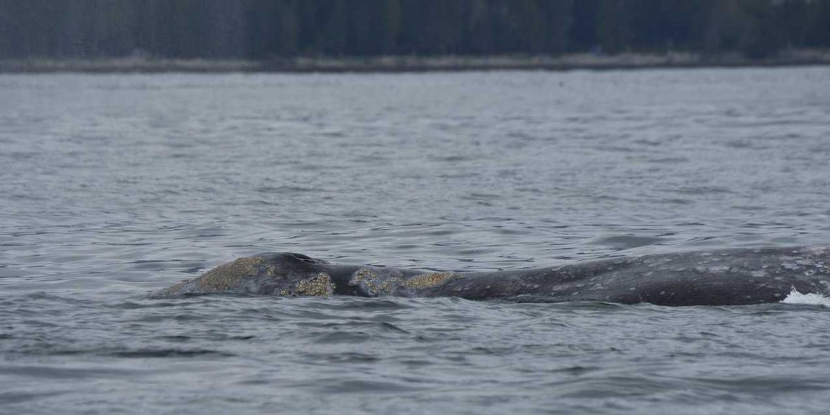 ‘Bag of bones’: grey whales dying off B.C. coast ‘Bag of bones’: grey whales dying off B.C. coast