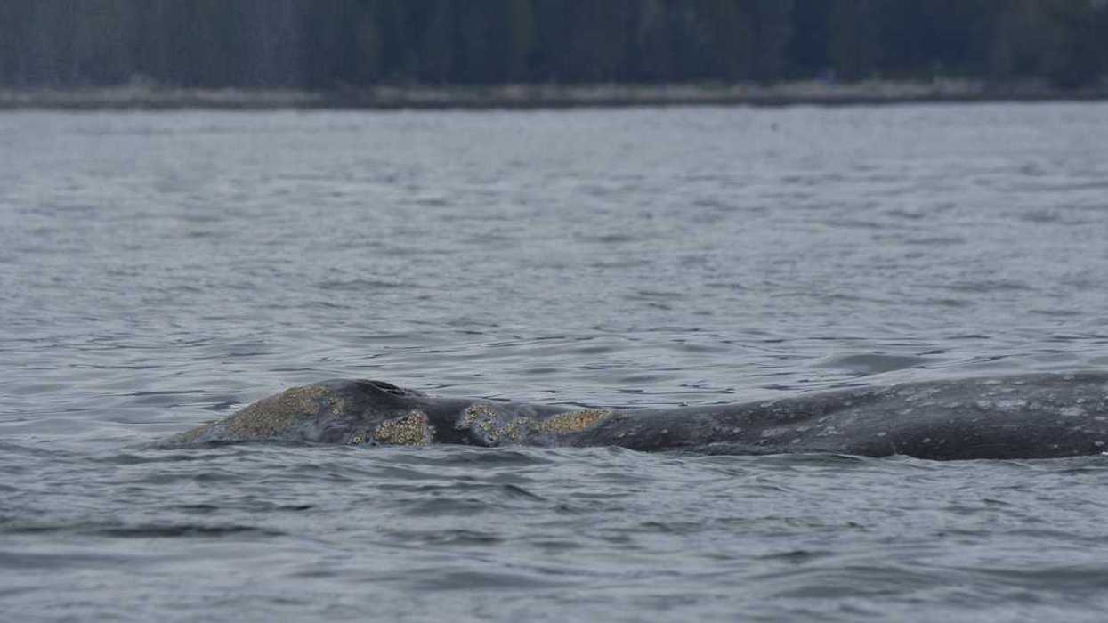 'Bag of bones': grey whales dying off B.C. coast