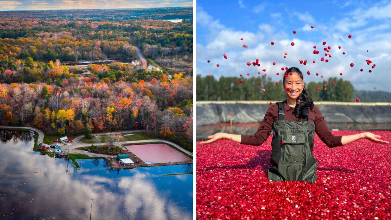 Bala, Ontario. Right: A person in a cranberry bog.