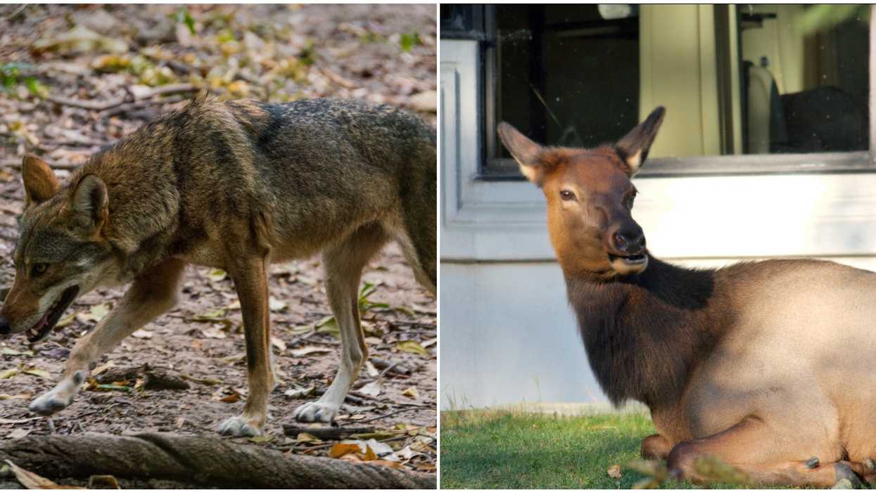 Banff National Park Warns About Aggressive Wildlife After All That Time With No People