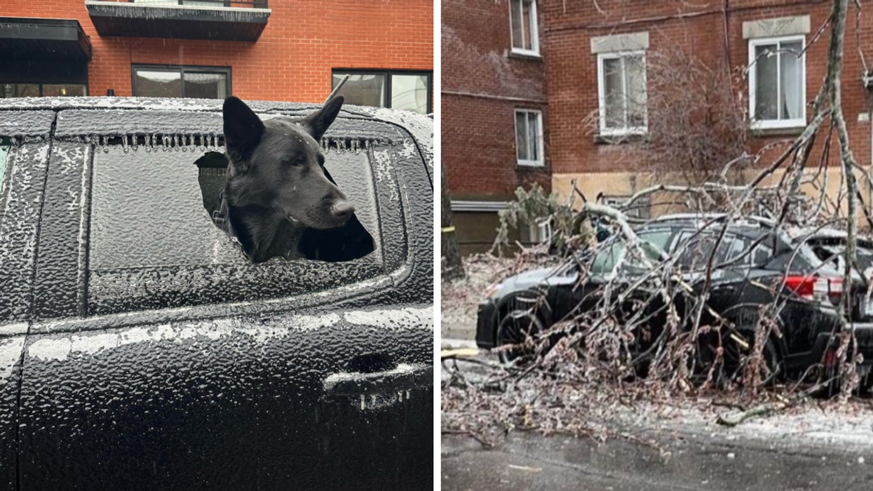 Banjo le chien. Droite : Branche d'arbre sur une voiture.