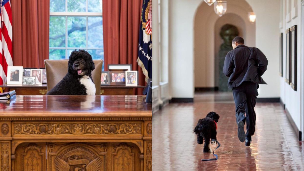 Barack Obama's Dog Bo Died & The Family's Tributes Will Break Your Heart