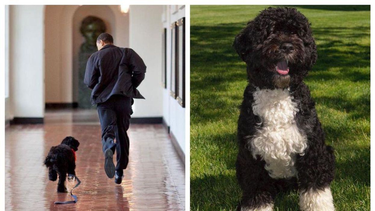 Barack Obama's Dog Died & 'Everybody' Was Kind To Him About It