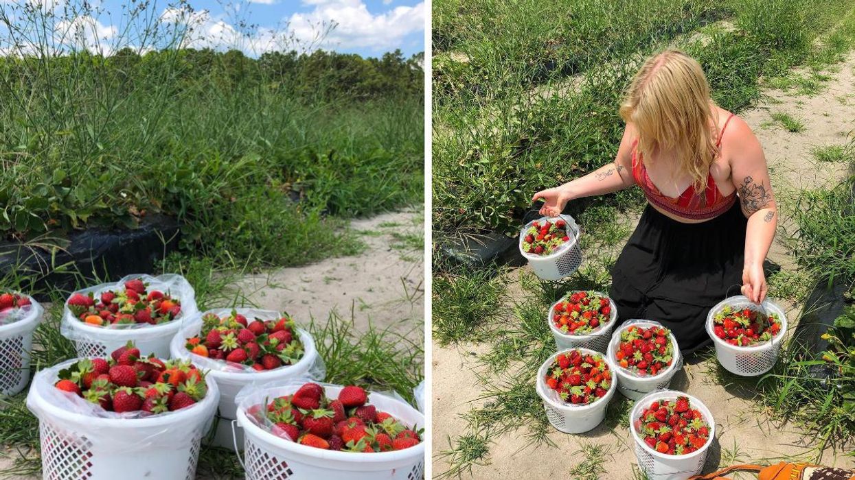 Baskets of fresh strawberries at Ottawa Farms. Right: A woman holding basked of strawberries she picked at Ottawa Farms.