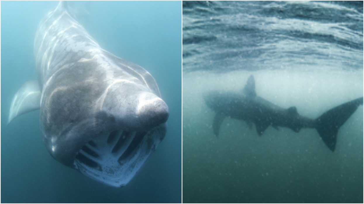 Basking Sharks Could Make A Comeback One Day In Canada & Some Are Up To 10 Metres Long