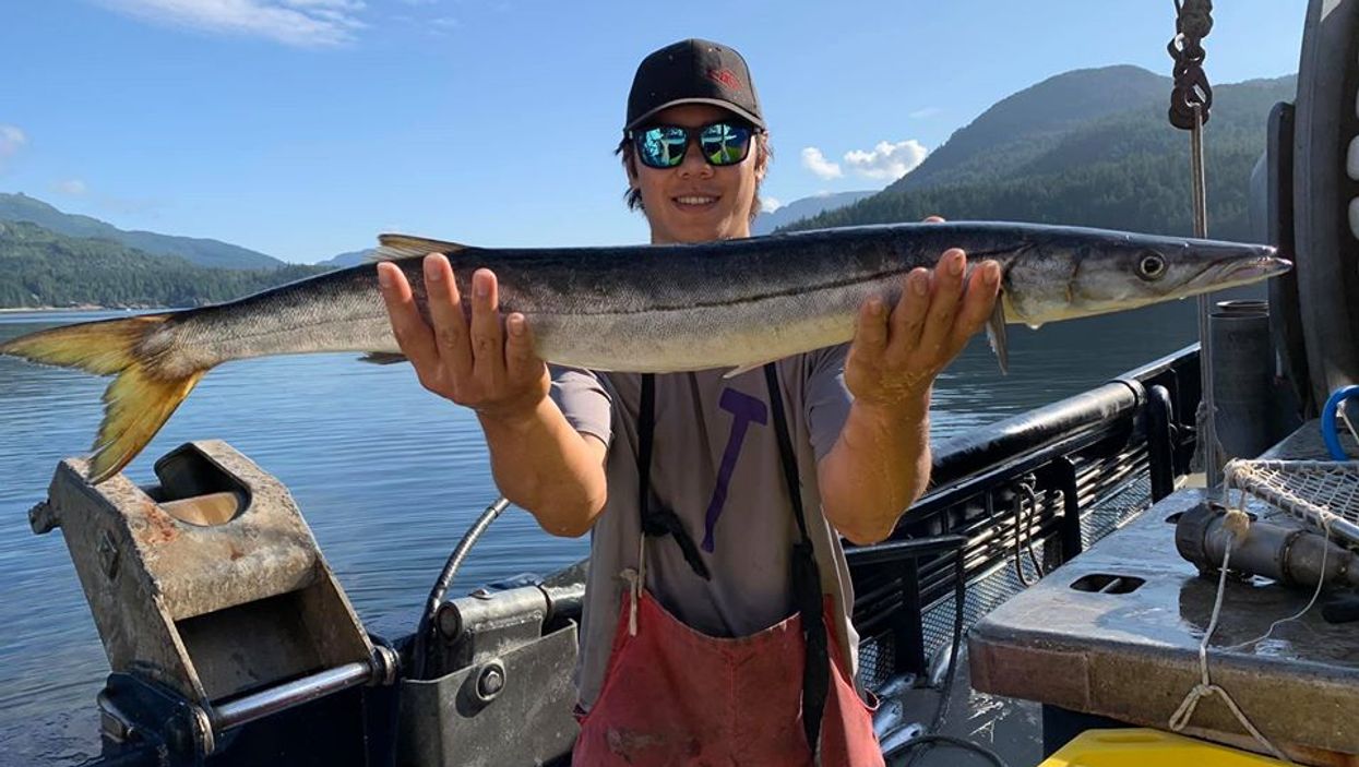 BC Barracuda Was Caught Last Week & They're Supposed To Live In The Tropics