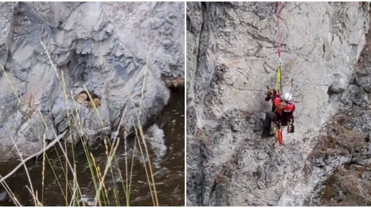 BC Dog Rescue Operation Took Place After A Pup Was Stranded Overnight In A Canyon
