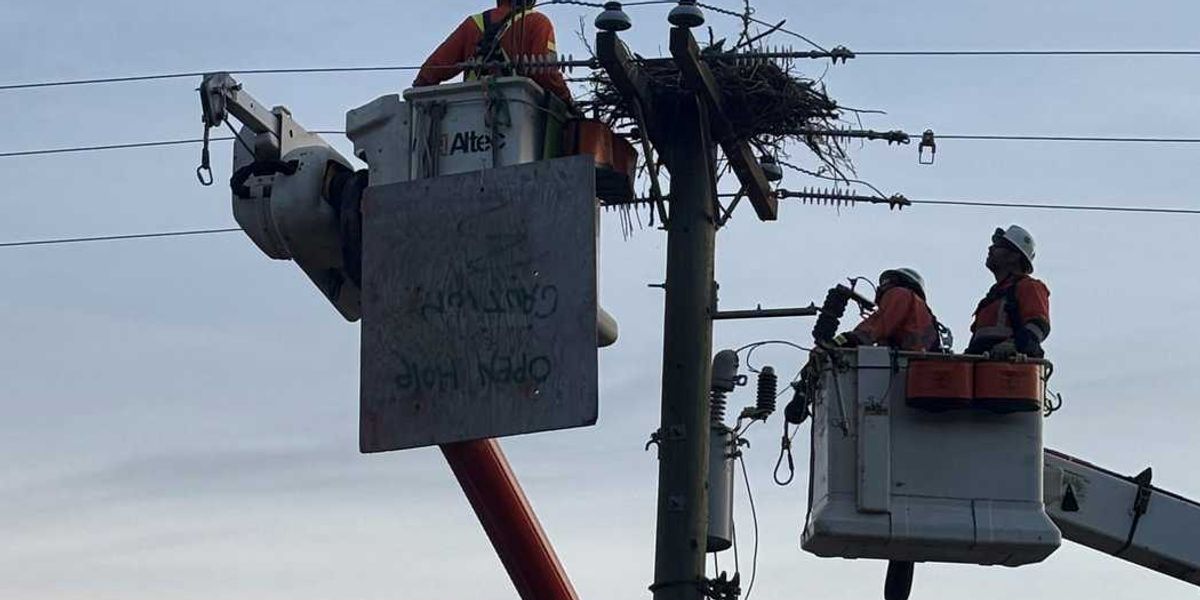 Shocking problem for osprey nests built on B.C. power poles prompts relocations Shocking problem for osprey nests built on B.C. power poles prompts relocations