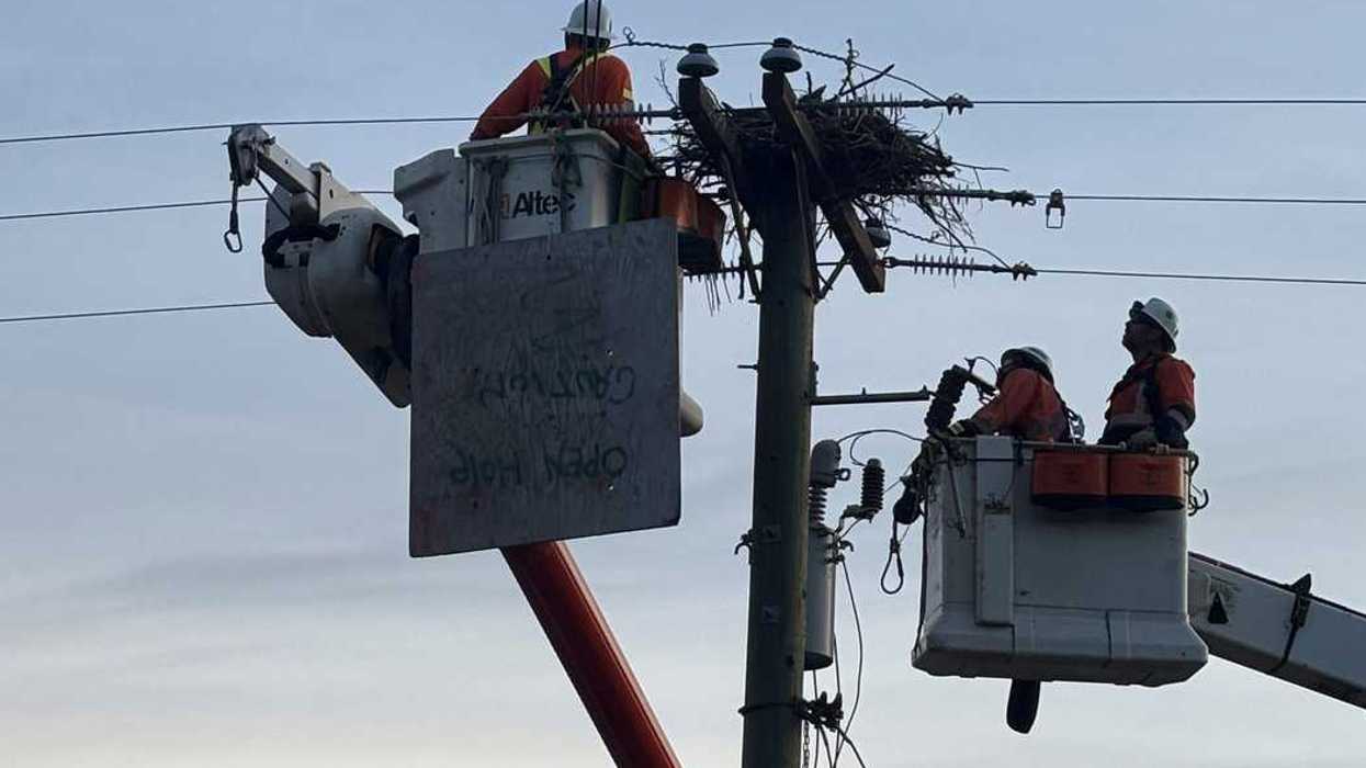 BC Hydro crews move osprey nests to avoid shock