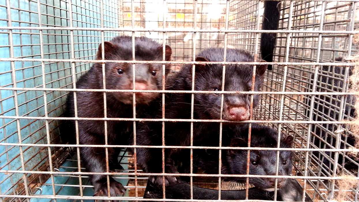 BC Mink Farm Outbreak: Both Humans & Animals Have Now Caught COVID-19