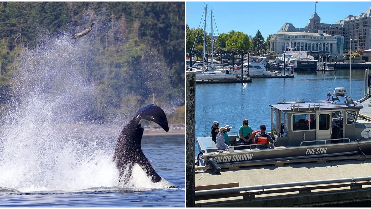BC Orca Caught 'Punting' A Seal Sky-High In The Air By A Whale Watching Boat (PHOTOS)