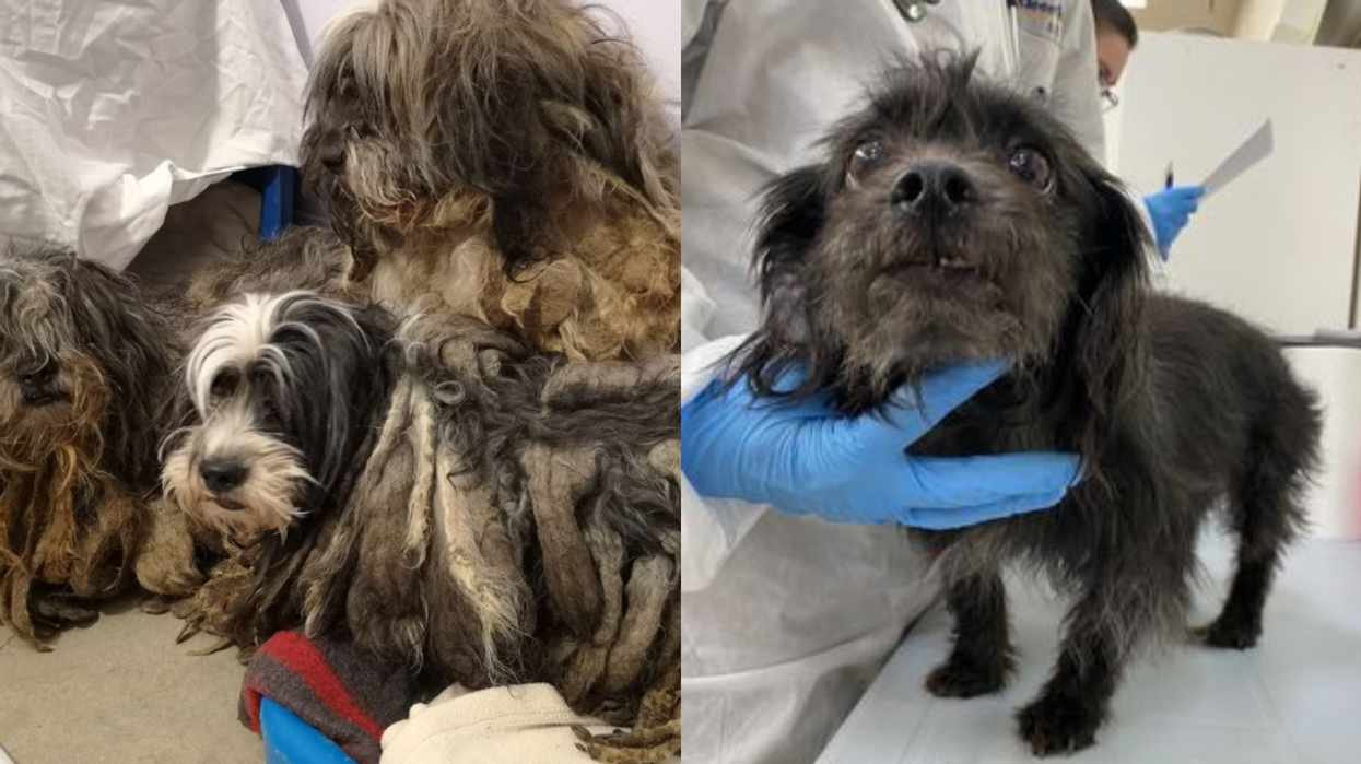 BC SPCA Is Caring For 119 Dogs Surrendered From One Property