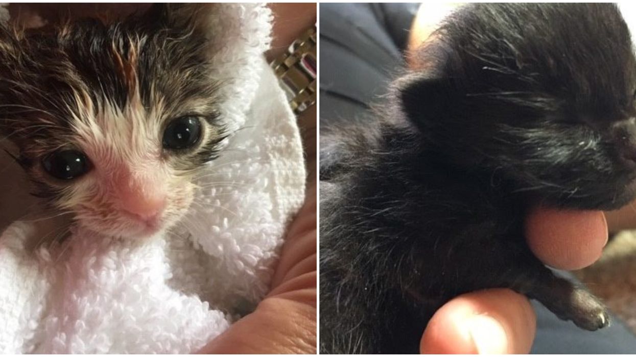 BC SPCA Kittens Rescued After Going Through A Trash Compactor