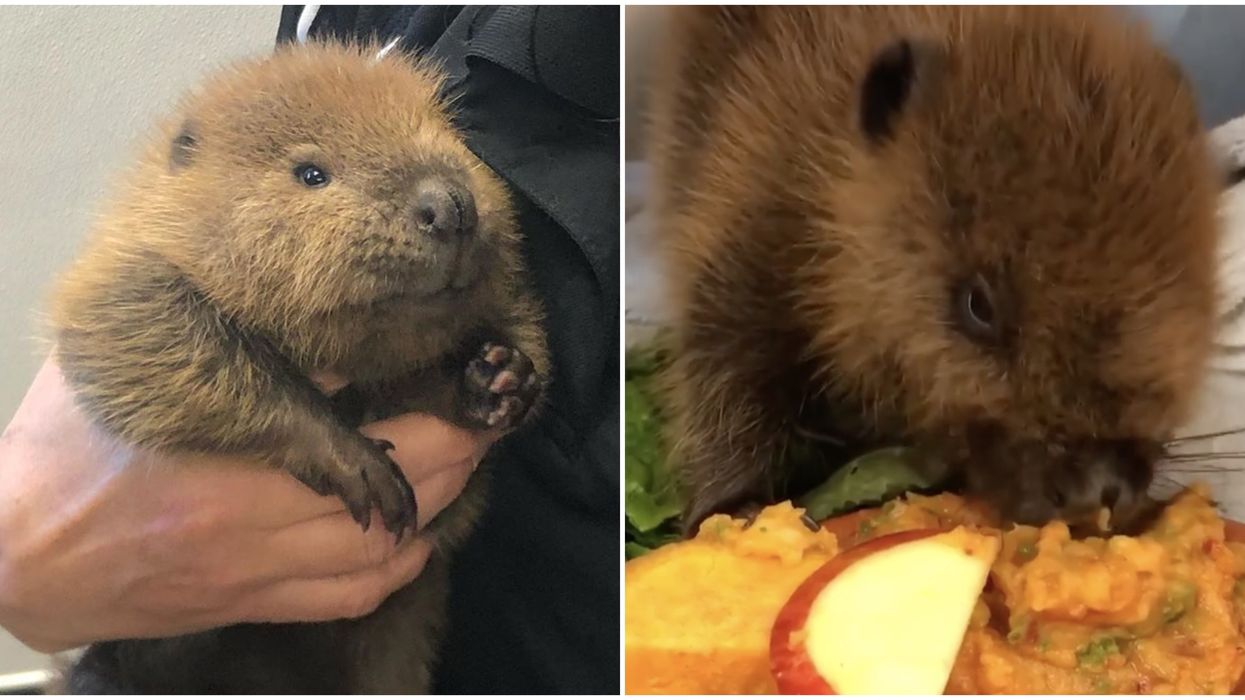 BC Wildlife Park: Beavers Orphaned & Rescued Will Melt Your Canadian Heart (VIDEO)