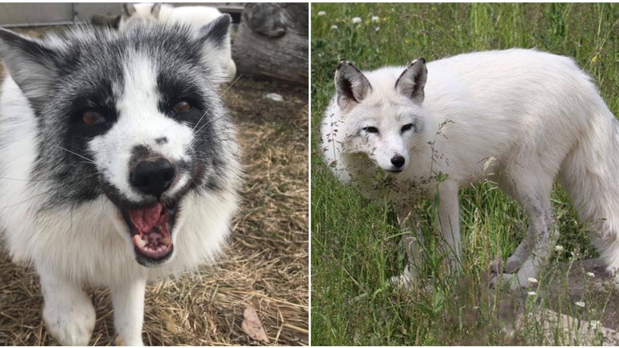 BC Wildlife Park Just Adopted 2 Adorable Foxes & You Can Go Visit Them (PHOTOS)