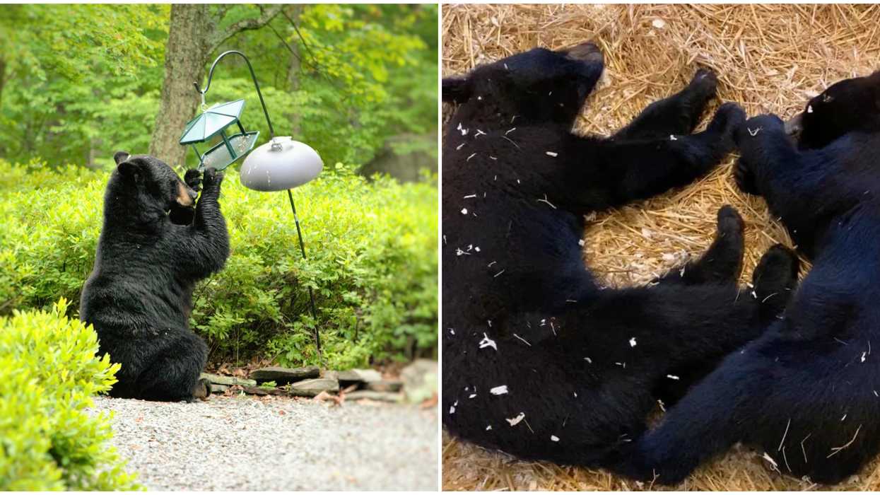 Bears In Mantioba Are Being Orphaned Because They're Attracted To Bird Feeders