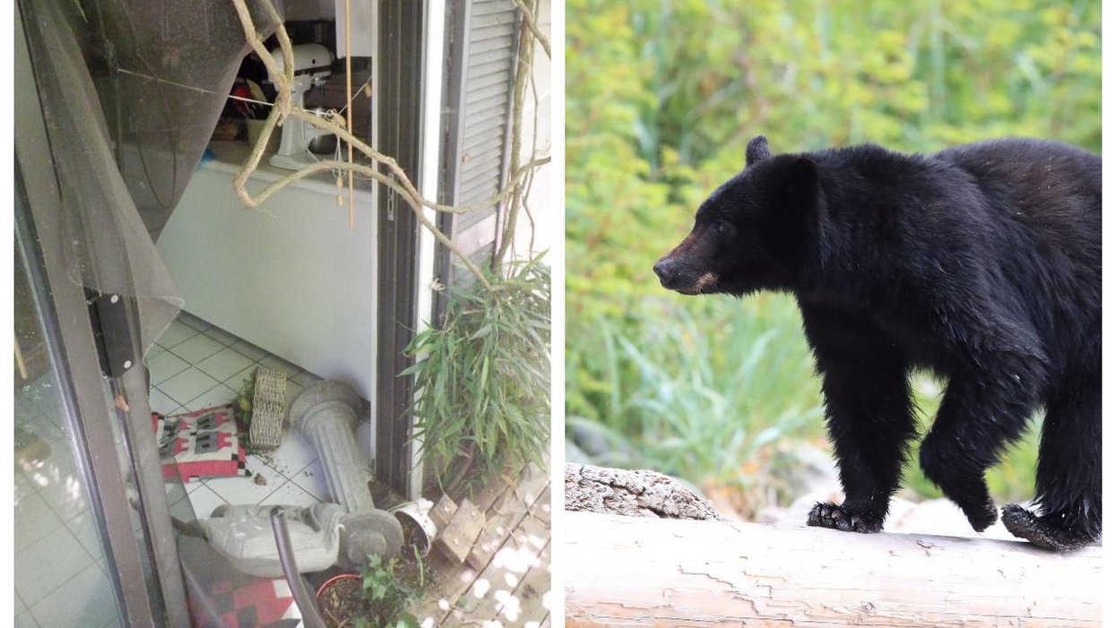 Bears Keep Barging Into BC Homes During The Heat Wave So You Better bears-keep-barging-into-bc-homes-during-the-heat-wave-so-you-better