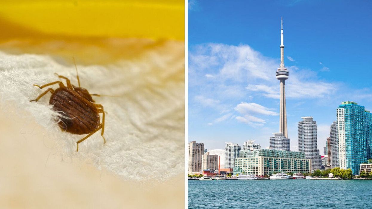 Bed bug. Right: City of Toronto.